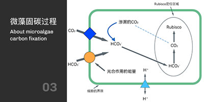 微藻固碳过程 微藻固碳过程